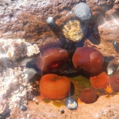 Actinia tenebrosa at Green Cape, NSW - 17 Aug 2013 by MichaelMcMaster