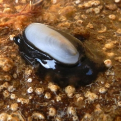 Unidentified Sea Snail or Limpet (Gastropoda) at Eden, NSW - 20 Sep 2013 by MichaelMcMaster