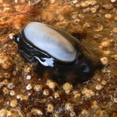 Unidentified Sea Snail or Limpet (Gastropoda) at Eden, NSW - 20 Sep 2013 by MichaelMcMaster