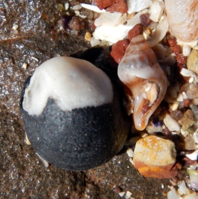 Unidentified Sea Snail or Limpet (Gastropoda) at Eden, NSW - 20 Sep 2013 by MichaelMcMaster