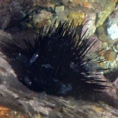 Unidentified Sea Urchin at Eden, NSW - 20 Sep 2013 by MichaelMcMaster