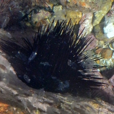 Unidentified Sea Urchin at Eden, NSW - 20 Sep 2013 by MichaelMcMaster