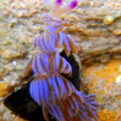 Unidentified Sea Slug, Sea Hare or Bubble Shell at Eden, NSW - 20 Sep 2013 by MichaelMcMaster