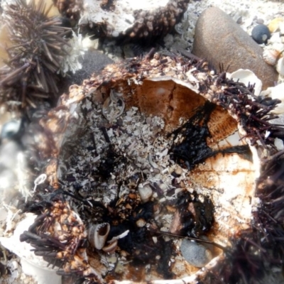 Unidentified Sea Urchin at Eden, NSW - 20 Sep 2013 by MichaelMcMaster