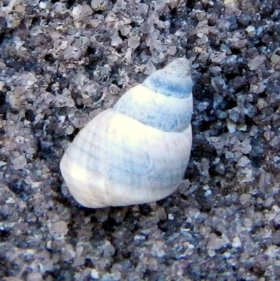 Unidentified Sea Snail or Limpet (Gastropoda) at Eden, NSW - 20 Sep 2013 by MichaelMcMaster