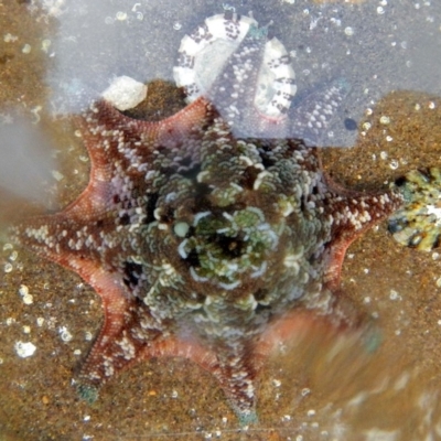 Unidentified Sea Star at Eden, NSW - 20 Sep 2013 by MichaelMcMaster