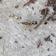 Austroicetes sp. (genus) (A grasshopper) at Fowles St. Woodland, Weston - 25 Jan 2019 by AliceH