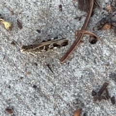 Austroicetes sp. (genus) at Weston, ACT - 26 Jan 2019 10:00 AM