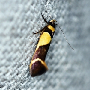 Macrobathra chrysotoxa at O'Connor, ACT - 24 Jan 2019