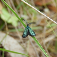 Pollanisus calliceros (A Forester moth (Procidinae)) at Booth, ACT - 26 Jan 2019 by MatthewFrawley