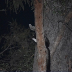 Petauroides volans (Greater Glider) at Buckenbowra, NSW - 23 Jan 2019 by TreeHopper