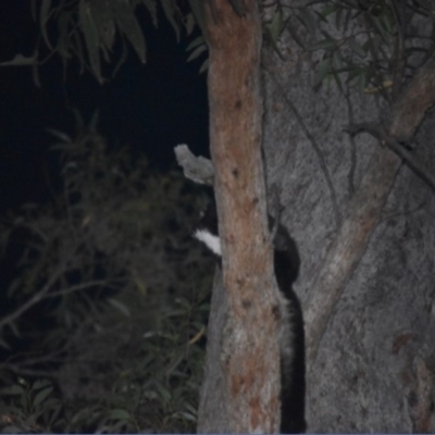 Petauroides volans (Greater Glider) at Buckenbowra, NSW - 23 Jan 2019 by TreeHopper