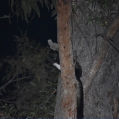 Petauroides volans (Southern Greater Glider) at Buckenbowra, NSW - 23 Jan 2019 by TreeHopper