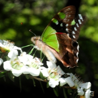 Graphium macleayanum (Macleay's Swallowtail) at Monga, NSW - 26 Jan 2019 by Harrisi