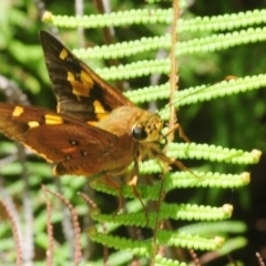 Trapezites symmomus (Splendid Ochre) at Monga, NSW - 26 Jan 2019 by Harrisi