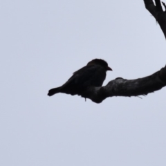 Eurystomus orientalis (Dollarbird) at Buckenbowra, NSW - 27 Jan 2019 by TreeHopper