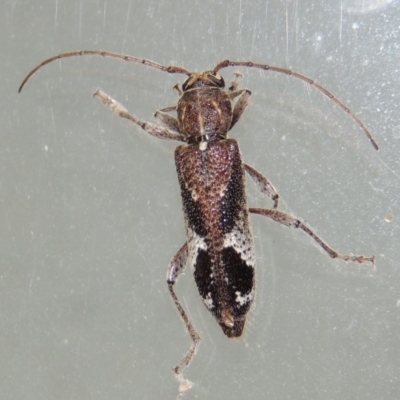 Phacodes personatus (Longhorn beetle) at Conder, ACT - 25 Jan 2019 by MichaelBedingfield