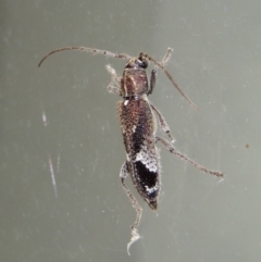 Phacodes personatus at Conder, ACT - 25 Jan 2019 11:58 PM