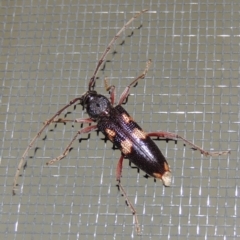 Phoracantha punctata (Longhorn beetle) at Conder, ACT - 26 Jan 2019 by MichaelBedingfield