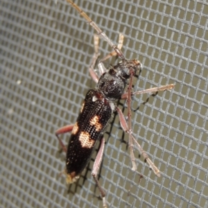 Phoracantha punctata at Conder, ACT - 26 Jan 2019 12:08 AM