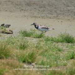 Arenaria interpres (Ruddy Turnstone) at Culburra Beach, NSW - 21 Jan 2019 by Charles Dove