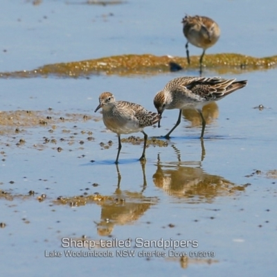 Calidris acuminata (Sharp-tailed Sandpiper) at Culburra Beach, NSW - 21 Jan 2019 by Charles Dove