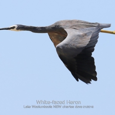 Egretta novaehollandiae (White-faced Heron) at Culburra Beach, NSW - 22 Jan 2019 by CharlesDove