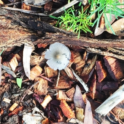 Coprinellus etc. (An Inkcap) at Hughes, ACT - 28 Jan 2019 by ruthkerruish