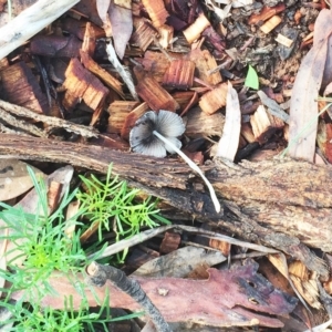 Coprinellus etc. at Hughes, ACT - 29 Jan 2019