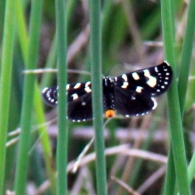 Phalaenoides tristifica (Willow-herb Day-moth) at Harrison, ACT - 20 Jan 2019 by davobj
