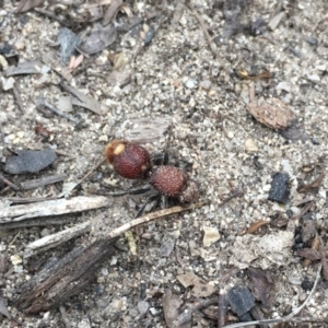 Ephutomorpha ferruginata at Namadgi National Park - 28 Jan 2019 08:24 AM