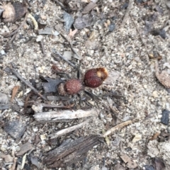 Ephutomorpha ferruginata at Namadgi National Park - 28 Jan 2019 08:24 AM