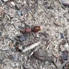 Ephutomorpha ferruginata at Namadgi National Park - 28 Jan 2019 08:24 AM