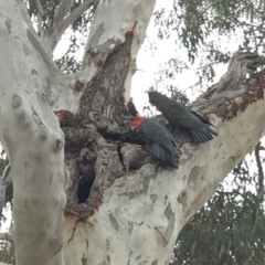 Callocephalon fimbriatum (Gang-gang Cockatoo) at O'Connor, ACT - 10 Nov 2017 by RobertB