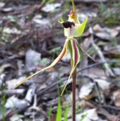 Caladenia parva at Carwoola, NSW - suppressed