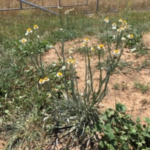 Ammobium alatum at Molonglo Valley, ACT - 29 Jan 2019