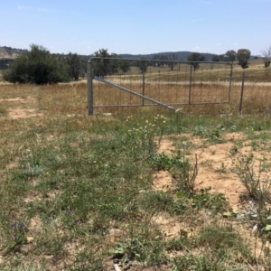 Ammobium alatum at Molonglo Valley, ACT - 29 Jan 2019