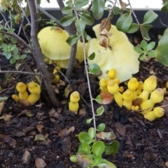 Leucocoprinus birnbaumii (Plantpot Dapperling) at Curtin, ACT - 28 Jan 2019 by MattC