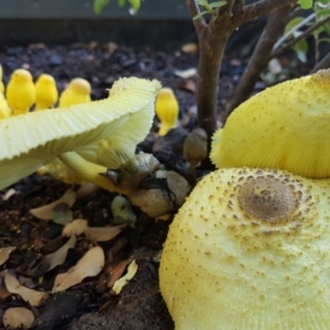 Leucocoprinus birnbaumii at Curtin, ACT - 29 Jan 2019 08:48 AM