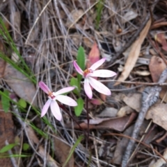 Caladenia fuscata (Dusky Fingers) at Stony Creek Nature Reserve - 29 Oct 2016 by MeganDixon