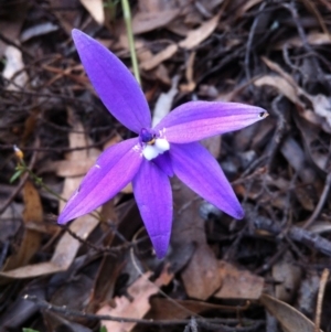 Glossodia major at Carwoola, NSW - 29 Oct 2016