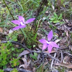 Glossodia major at Carwoola, NSW - 29 Oct 2016