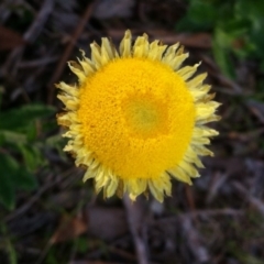 Coronidium scorpioides (Button Everlasting) at Carwoola, NSW - 29 Oct 2016 by MeganDixon