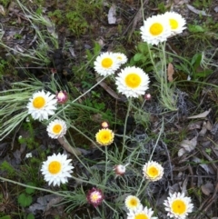 Leucochrysum albicans subsp. tricolor (Hoary Sunray) at Stony Creek Nature Reserve - 29 Oct 2016 by MeganDixon