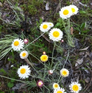 Leucochrysum albicans subsp. tricolor at Carwoola, NSW - 29 Oct 2016