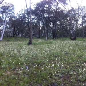 Leucochrysum albicans subsp. tricolor at Carwoola, NSW - 29 Oct 2016