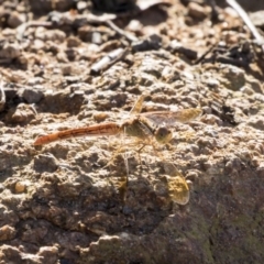 Diplacodes haematodes (Scarlet Percher) at Dunlop, ACT - 23 Jan 2019 by AlisonMilton