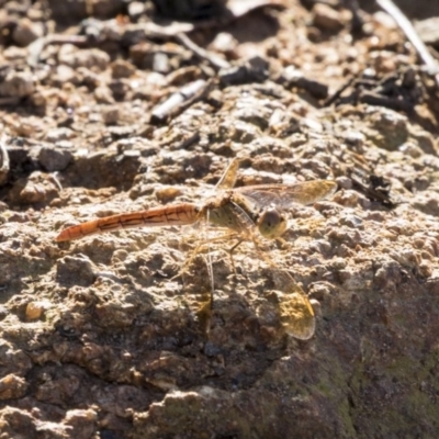 Diplacodes haematodes (Scarlet Percher) at The Pinnacle - 22 Jan 2019 by Alison Milton