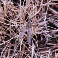 Asiola fasciata (A robber fly) at Amaroo, ACT - 27 Jan 2019 by davobj