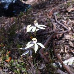 Caladenia moschata (Musky Caps) at Carwoola, NSW - 25 Oct 2015 by MeganDixon